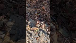 Walking the debris field for the first time helene hurricane northcarolina [upl. by Rimahs]