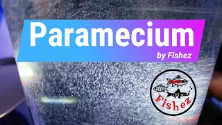 How to easily culture paramecia as a small live food for feeding to tropical fish fry [upl. by Ettenuahs]