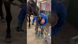 Horse Nibbles Farriers Head [upl. by Chloe]