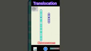 Mutations Translocation [upl. by Aisetal]