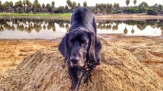 Basset Hound Nose Work Training [upl. by Esoranna]