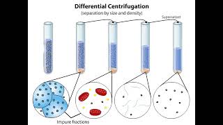 Subcellular Fractionation [upl. by Higgs417]