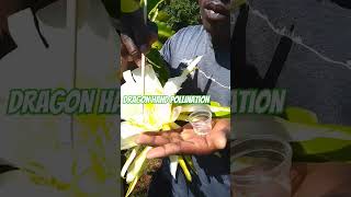 How to hand pollinate your Dragon fruit flowers letsgrowtogether [upl. by Johnstone890]