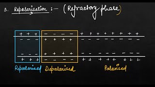 Neural Control and Coordination Lec3 I Generation and Conduction of Nerve Impulse I Biology I NEET [upl. by Naffets]