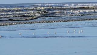 Sandpipers at the Shores [upl. by Mulry]