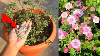 TOP 10 Chrysanthemum FLOWERING TIPS Nursery Hides From You [upl. by Maynord]