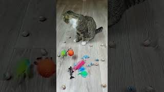 Cat Barsik Beads 🌈 Balls Reverse Video reversevideo marblerunandmore cat [upl. by Enrev]