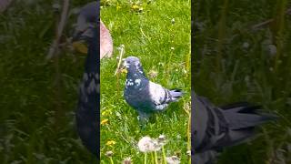 Beautiful highflying pigeon [upl. by Giulietta]