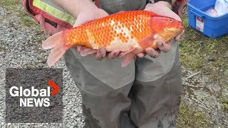 1700 invasive goldfish culled from BC community pond [upl. by Pyne591]