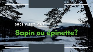 Sapin ou épinette épicéa [upl. by Papert]