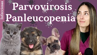 Parvovirosis canina y Panleucopenia felina  ⚠️¡Mucho cuidado con tu cachorrito ⚠️ [upl. by Miahc]