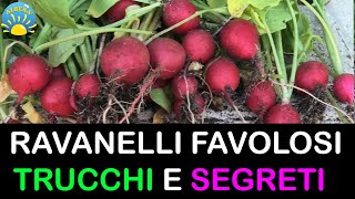 RAVANELLI FAVOLOSI  TUTORIAL CONSIGLI PRATICI TRUCCHI E SEGRETI IN ORTO E VASO [upl. by Benildis]