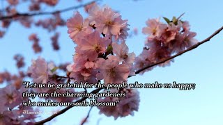 Cherry Trees in bloom Quotes 💮🌸💚 short version [upl. by Winchester464]