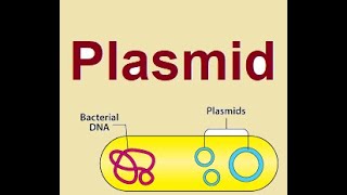 Plasmid structure and functions  2024 [upl. by Hartill]