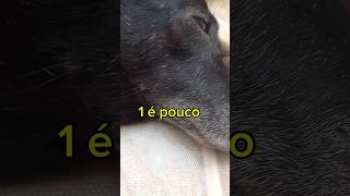 A mae ta quase decretano a dela 😅😅 pets cachorro petsengracados bagunçapet [upl. by Mildrid]