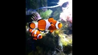 Marine Fish INFORMATION Video [upl. by Lucas]