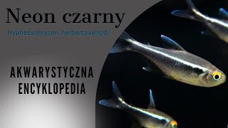 Akwarystyczna encyklopedia  neon czarny Hyphessobrycon herbertaxelrodi [upl. by Nnyl117]