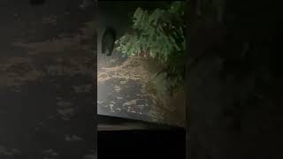 Big black bear on the road jesus outdoors bear crazy awesome [upl. by Ursel612]