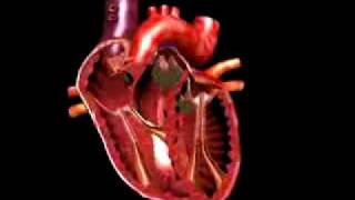 medical animation beating heart [upl. by Elleryt]