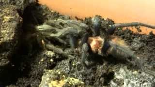 Cyclosternum fasciatum Verpaarung mating [upl. by Peedsaj]