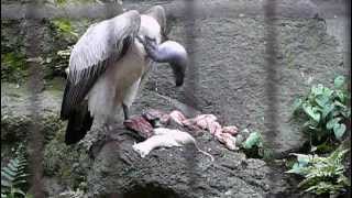 African White Backed Vulture eat the meat肉を食べるコシジロハゲワシ。 [upl. by Nehepts478]