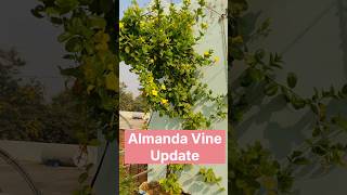 Almanda Vine Update shorts farming gardening almanda flowers flower phoolkibel vine garden [upl. by Stacie]