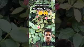 Quran Urdu translation filters flowers allah abi🤲👍🌹🥰🖕 [upl. by Nekal977]