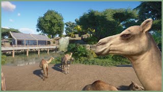 🐪Dromedary camel habitat  Soliuko Zoo  Planet Zoo  speedbuild🍁 [upl. by Lobel129]