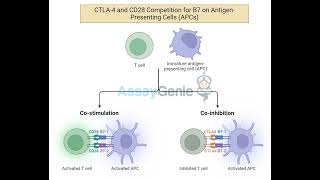 CD73 Combating Tumor Immunosuppression by Targeting Adenosine [upl. by Sailesh]