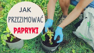 Jak Przezimować Paprykę I Przyspieszyć Zbiory W Przyszłym Roku [upl. by Ztnahc]