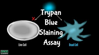 Trypan Blue Staining Assay [upl. by Liebermann]