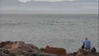 Dolphins in the port of Mossel Bay  Delfine [upl. by Guenzi]