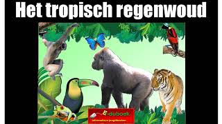 Het tropisch regenwoud inkijkexemplaar groep 78 [upl. by Jami749]