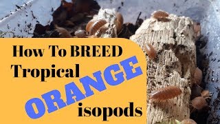 How To Culture Isopods  Giant Orange Woodlice Clean Up Crew [upl. by Columbine504]