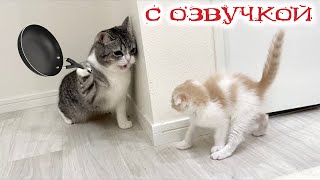 Приколы с котами Смешные коты С ОЗВУЧКОЙ СМЕШНЫЕ ЖИВОТНЫЕ 2023 Тест на психику [upl. by Kleon199]