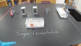 Sugar Fermentation by Bacteria  Microbiology [upl. by Haisi]