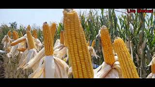 pioneer makka 3567  how to pioneer maize seeds variety [upl. by Howe]