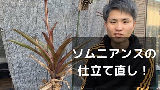 ティランジア（エアプランツ）ソムニアンスの仕立て直し Tillandsia somnians [upl. by Antoine]