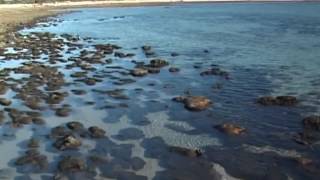 The Stromatolites of Hamelin Pools Shark Bay Western Australia [upl. by Burgener]