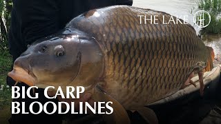 Big Carp Bloodlines  quotTHE LAKEquot Episode 4 [upl. by Kristoffer]