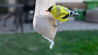 quotDécouverte de la Beauté des Chardonnerets Américains 🐤 Spinus tristis [upl. by Nerdna]