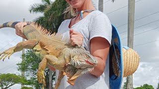 WHAT A DAY ON THE WATEREPIC IGUANA HUNTMARAUDERS DID GREAT [upl. by Lusa]