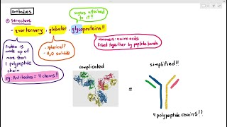 116 Antibodies Cambridge AS A Level Biology 9700 [upl. by Rehpotisrhc]