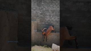 National Animal Of Pakistan MARKHOR  مارخور پاکستان کا قومی جانور  Shangrilla Lake  Shanu Vlogs [upl. by Candide]