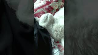 Allah saradin ghumay😒cat persiancatcorner persiancat shortsvideo cute subscribe [upl. by Supmart]