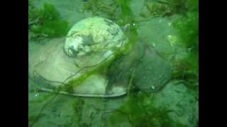 Hood Canal 20120428 036 Lewis Moon Snail amp Egg Ringavi [upl. by Nosyerg]