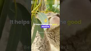 Koala Joeys From Jellybean to Adventurer wild animalfacts animals facts shorts [upl. by Atilahs]