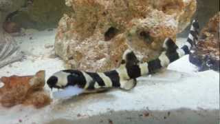 Bamboo Shark Feeding [upl. by Almeeta]