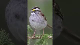 The Whitethroated Sparrow A Guide to Its Beautiful Song BirdWatchingSparrowSongs [upl. by Nannahs]