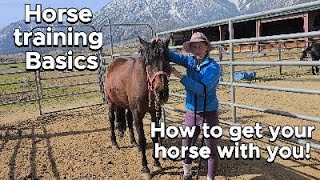 How to Catch your horse CORRECTLY [upl. by Akinahc]